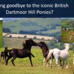 Dartmoor Hill ponies