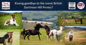 Dartmoor Hill ponies