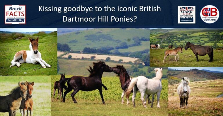 Dartmoor Hill ponies